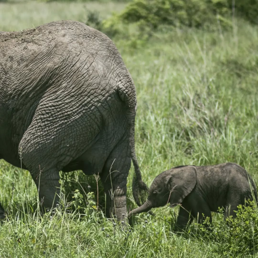 Tarangire River Wildlife